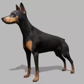 Doberman Pinscher Realistic Dog 3d model
