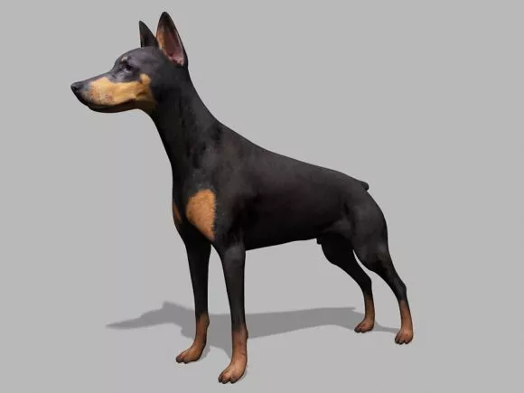 Doberman Pinscher Realistic Dog Free 3d Model - .Obj - Open3dModel