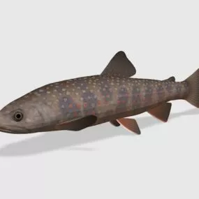 Dolly Varden Trout Fish 3d model