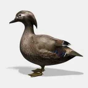 Lowpoly Duck Waterfowl 3d model