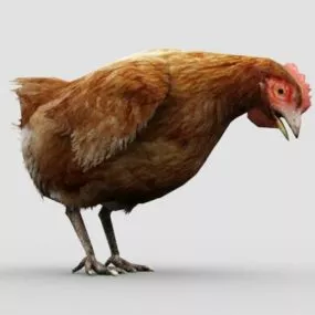 Realistic Chicken Female 3d model