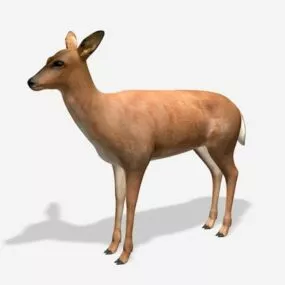 Female Deer White Tailed 3d model