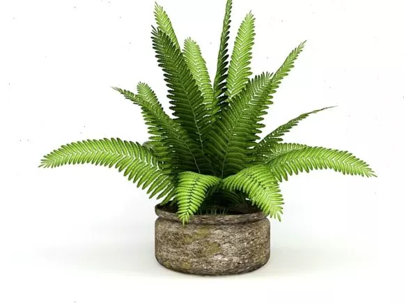 Mediterranean Fan Palm Plants 3d model