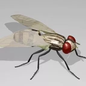 Fly Insect 3d model