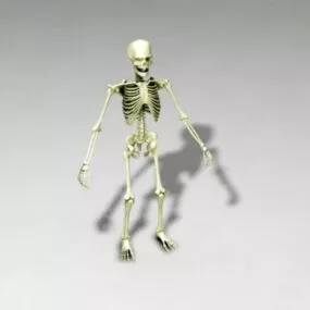 Human Skeleton Full Set 3d model