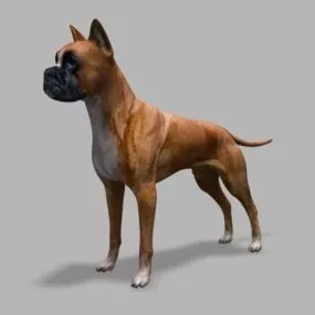 Realistic Boxer Dog 3d model