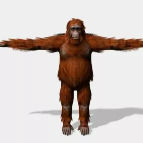 Giant Orangutan Gorilla 3d model