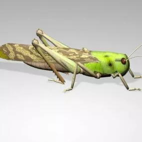 Cricket Insect Grasshopper 3d model