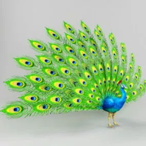 Green Peafowl Peacock 3d model