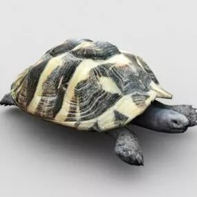 Realistic Sea Turtle 3d model