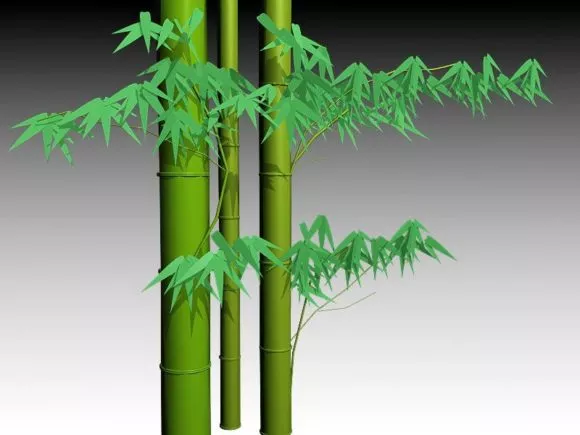 South China Tiger 3d model