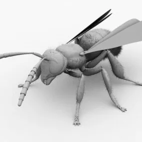 Hornet Wasp 3d model