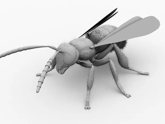 Tiger Rig 3d model
