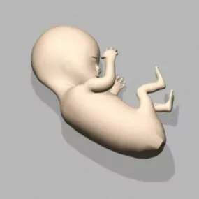 Human Embryo Fetus 3d model