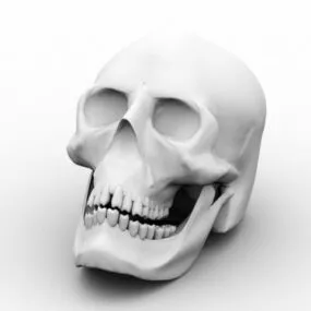 Realistic Human Male Skull 3d model