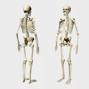 Human Skeleton Man And Women 3d model