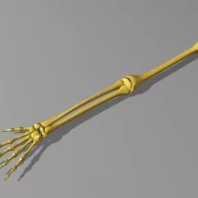 Arm Bone 3d model