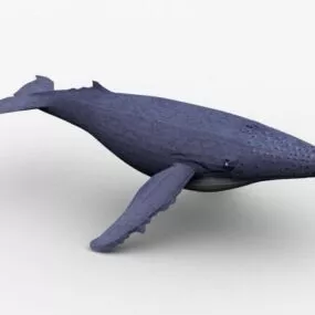 Giant Sea Humpback Whale 3d model