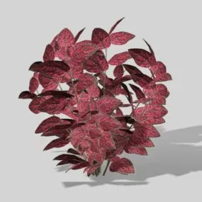 Hypoestes Phyllostachya Bushes 3d model
