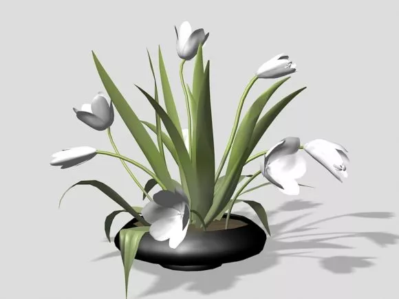 Bonsai Plants Indoor Tree 3d model