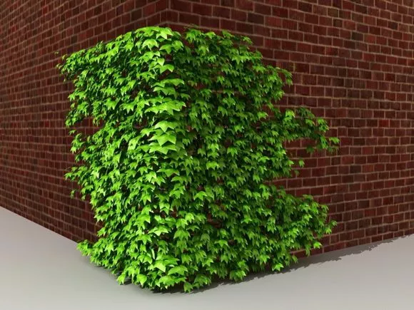 Plants Cactus Flower 3d model