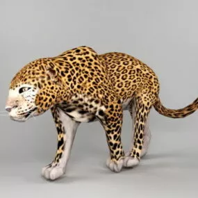 Jaguar Animal 3d model