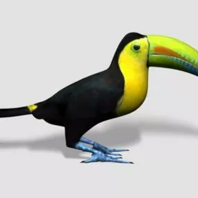 Realistic Toucan Bird 3d model