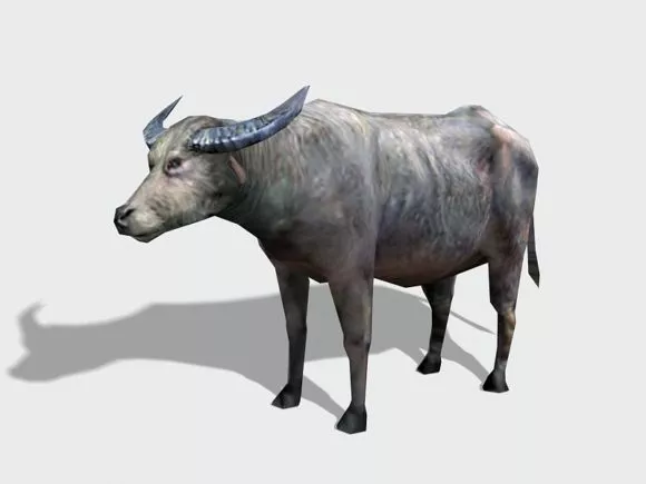 Realistic Water Buffalo 3d model Realistic Water Buffalo 3d model
