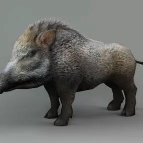 Wild Male Boar Animal 3d model