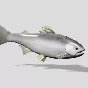 Masu Salmon Fish 3d model