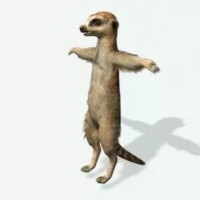 Meerkat 3d model