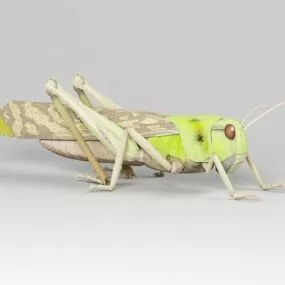 Migratory Locust 3d model