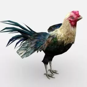 Male Chicken 3d model