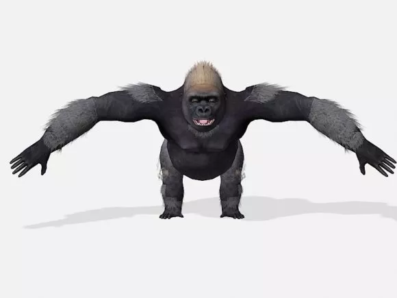Muscular Gorilla 3d model Muscular Gorilla 3d model