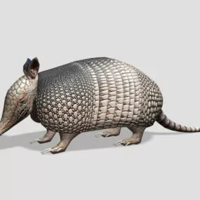 Armadillo Animal 3d model