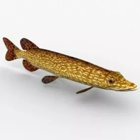 Pike Fish 3d model
