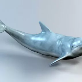 Ocean Dolphin Animal 3d model