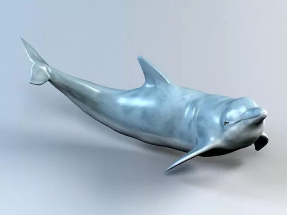 Ocean Dolphin Animal 3d model Ocean Dolphin Animal 3d model