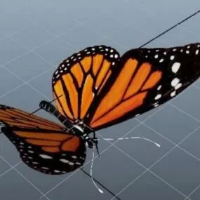 Orange Wings Butterfly 3d model