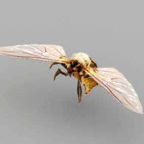 Realistic Orange Hornet 3d model
