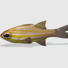 Orange Lined Cardinalfish Fish 3d model