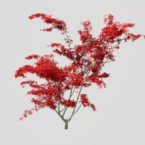 Ornamental Dwarf Maple Tree 3d model