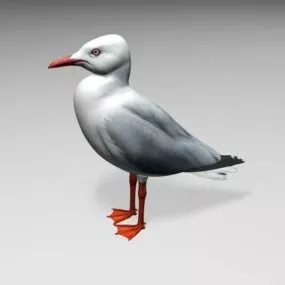 Pacific Seagull 3d model