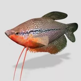 Pearl Gourami Sea Fish 3d model
