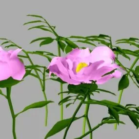 Peony Flower 3d model