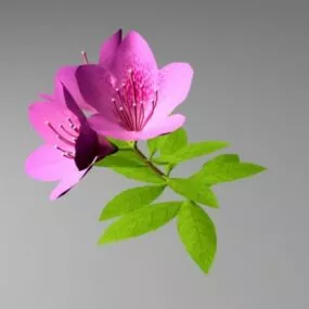 Purple Azalea Flower 3d model