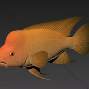 Devil Cichlid Fish 3d model