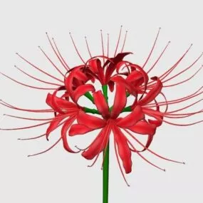 Red Spider Lily Flower 3d model