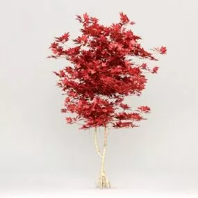 Single Red Maple Tree 3d model