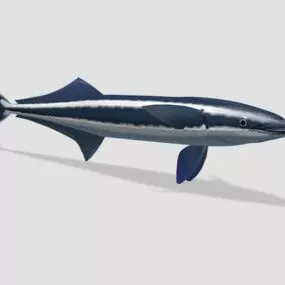 Remora Shark Fish 3d model
